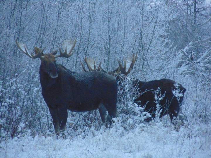 Feb. 18: Faye Campbell took this Your Saskatchewan photo of moose near Foam Lake.