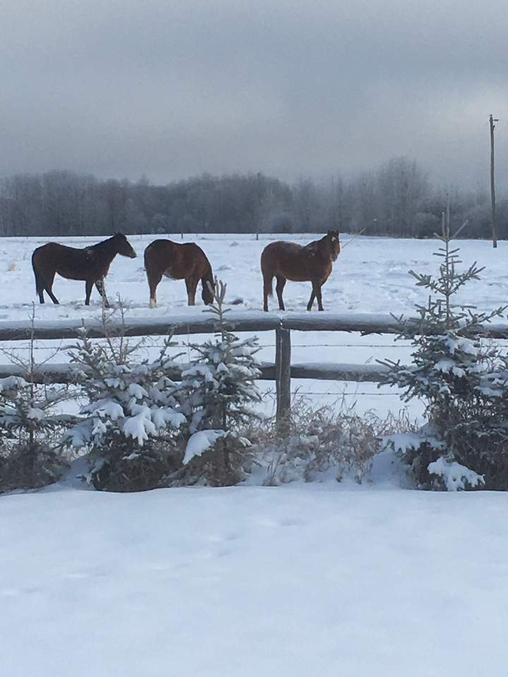 Feb. 19: This Your Saskatchewan photo was taken by Janet Regan of a wintry day on the farm in Green Lake.