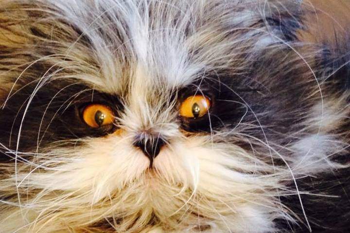 Atchoum is known for his long fur and his intense golden eyes.