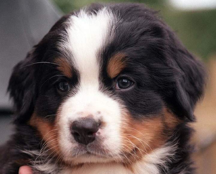 A Bernese Mountain Dog puppy.