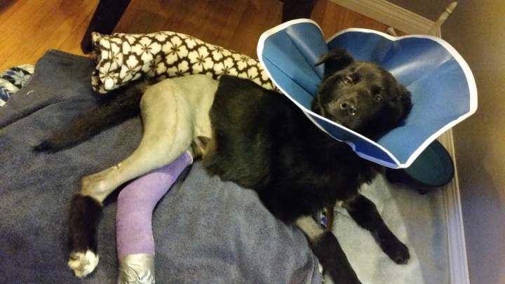 Dog recovering from surgery after being hit by car