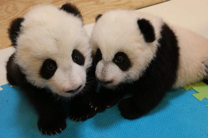 The two giant panda cubs, with the male on the left and female on the right.