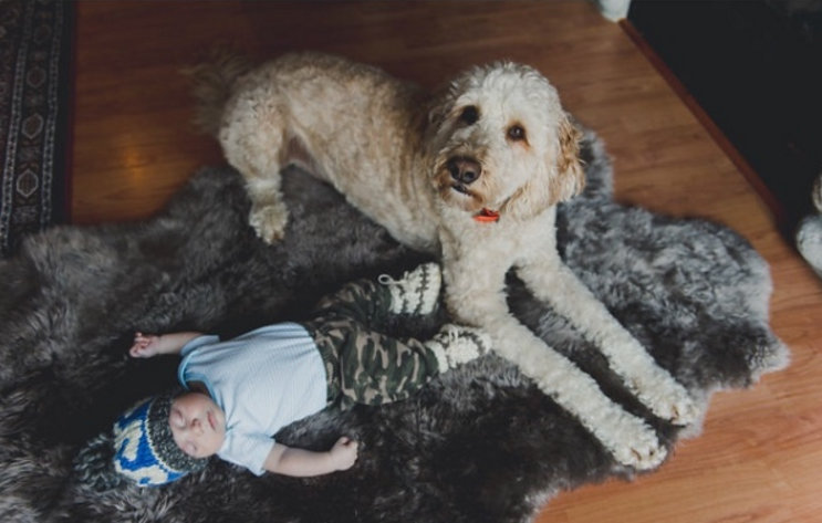 Scout, who went missing on February 5 near Whistler, was found today. 