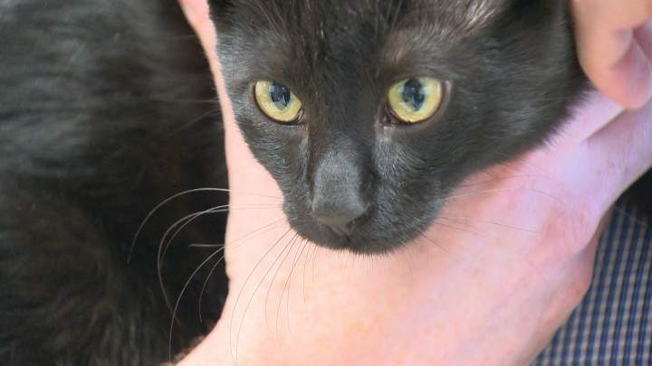 Saskatoon feline avoids cat-astrophe at recycling facility - image