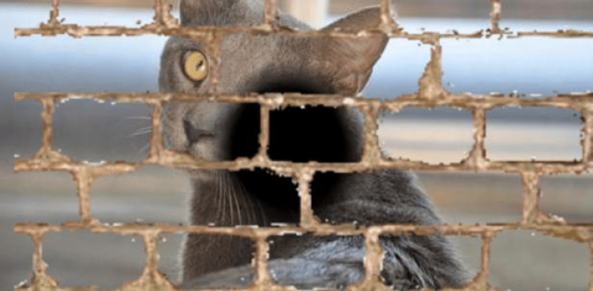 This image is based on a description provided by a patient with macular degeneration. “Everywhere i look, I see brickwork. When I look at my cat, its face is embedded in the bricks.”