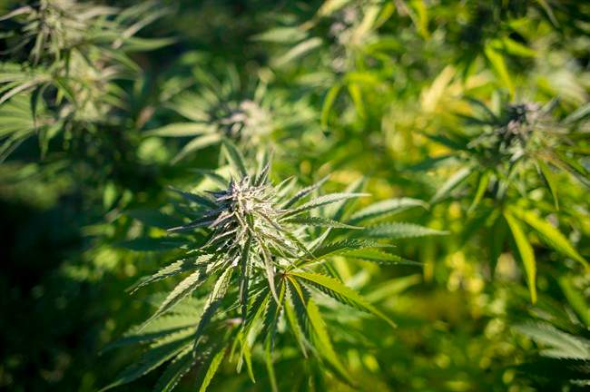 A cannabis plant is shown in southwest Quebec on Oct. 8, 2013. 