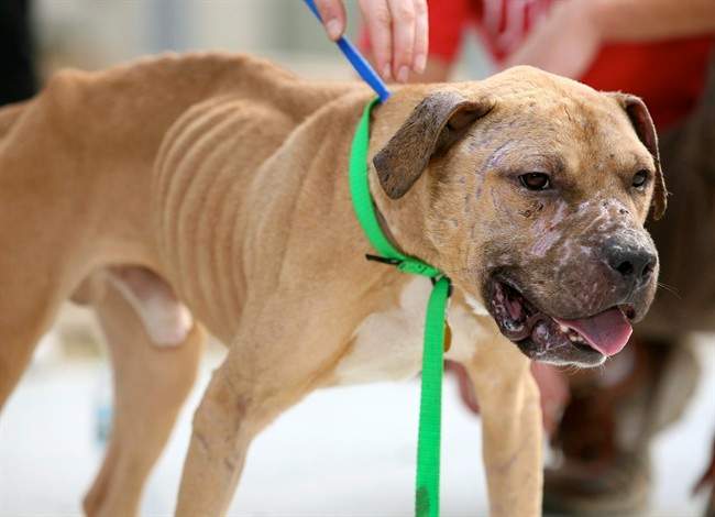 Lawyers are lining up to fight a court application by Ontario's animal welfare organization to destroy 21 dogs that were seized in an alleged dogfighting ring.