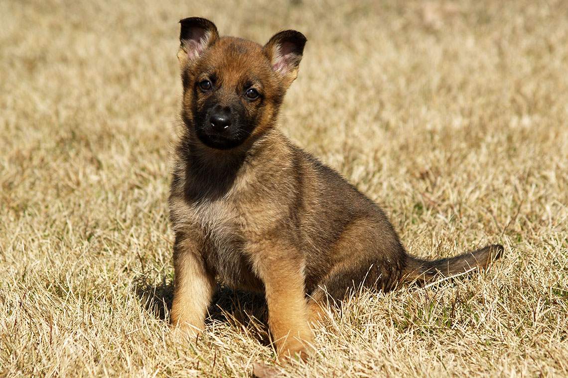 RCMP need names for puppies set to become police dogs - image