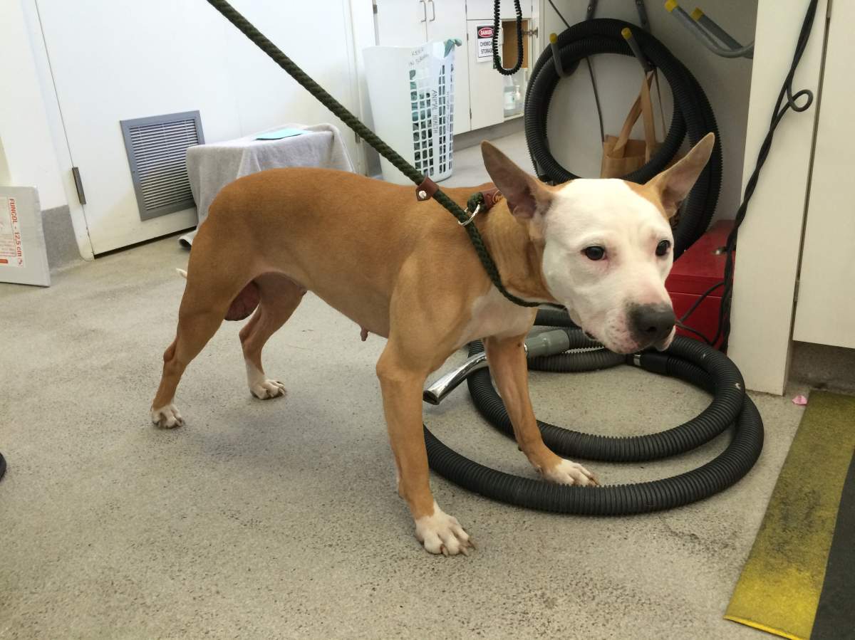 A brown and white female dog resembling a basenji or bull terrier type was found around Saint Kateri Tekakwitha School in the community of Abbeydale on Monday, Feb. 8, 2016.