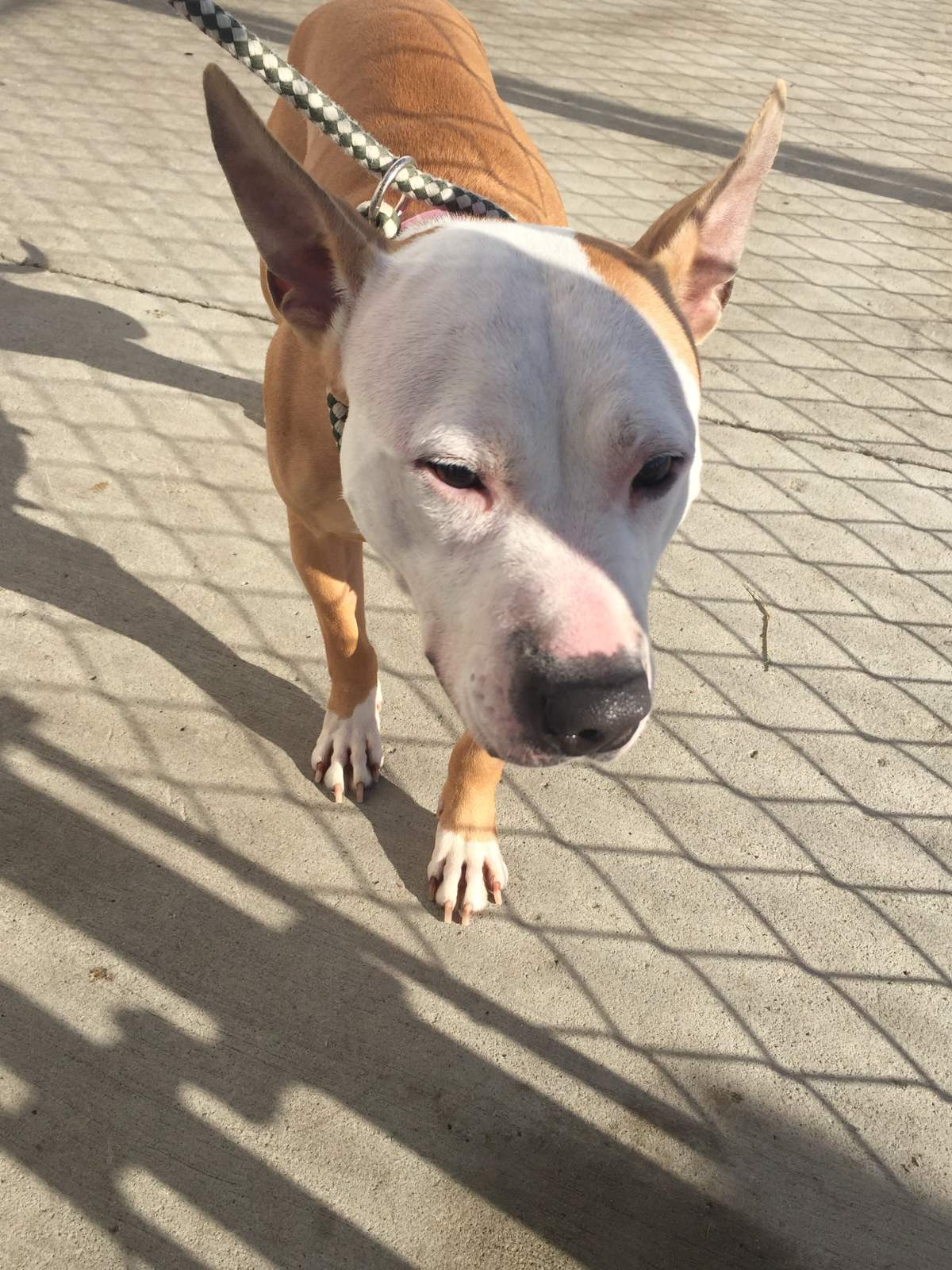 A brown and white female dog resembling a basenji or bull terrier type was found around Saint Kateri Tekakwitha School in the community of Abbeydale on Monday, Feb. 8, 2016.