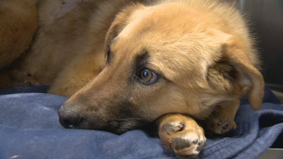 Certain environmental changes may mean rethinking preventive care like giving dogs flea and tick repellent and heartworm pills.