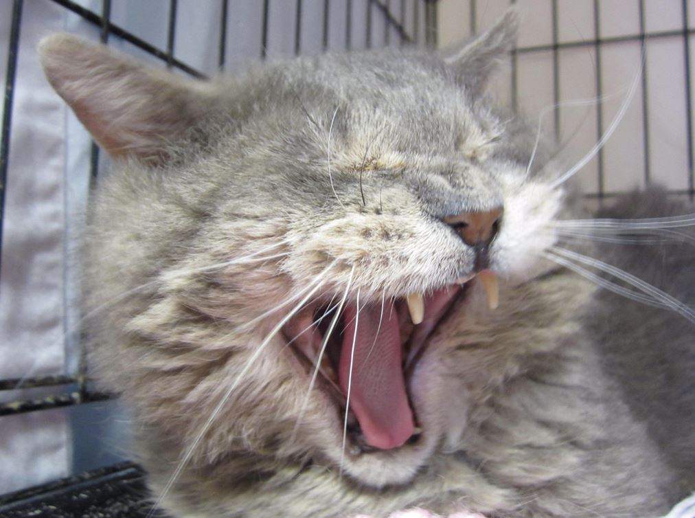 Gulliver the cat travelled from Toronto to Calgary after hitching a ride on a Bison Transport truck.