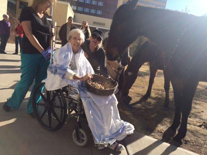 Horse hospital