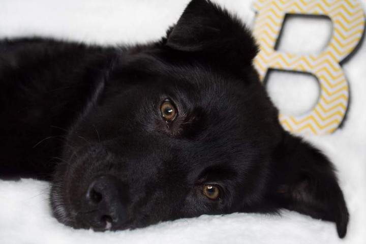 Bruce the 5 month old lab retriever mix