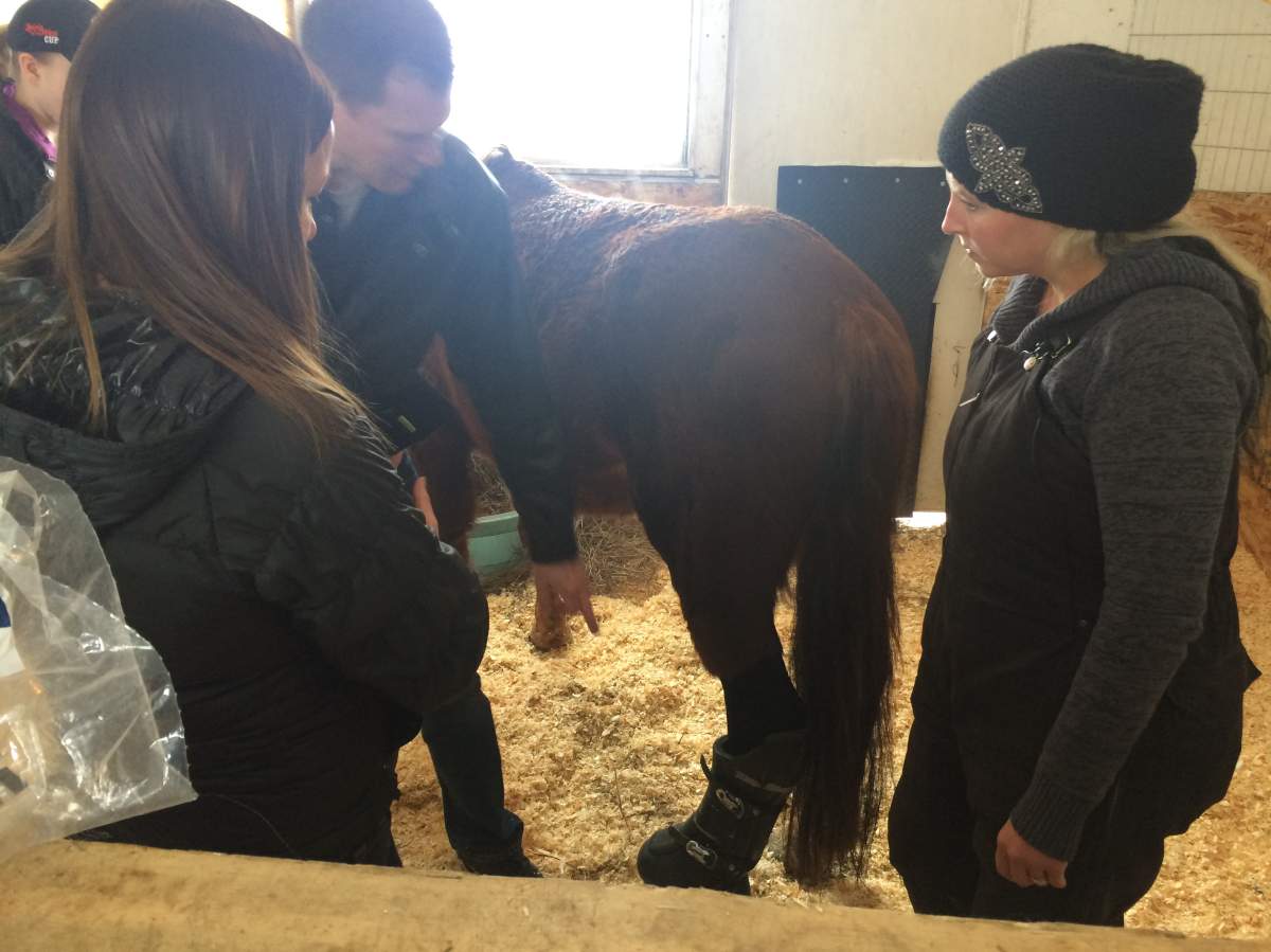Edmonton woman gives badly injured horse second chance at life - image