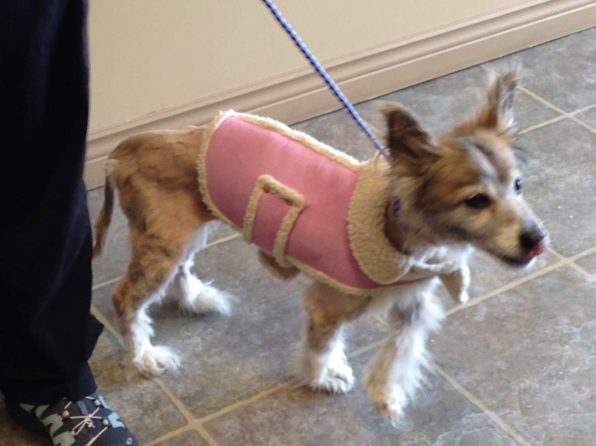 UPDATED: Dog rescued from frozen pond in Nova Scotia reunited with family - image