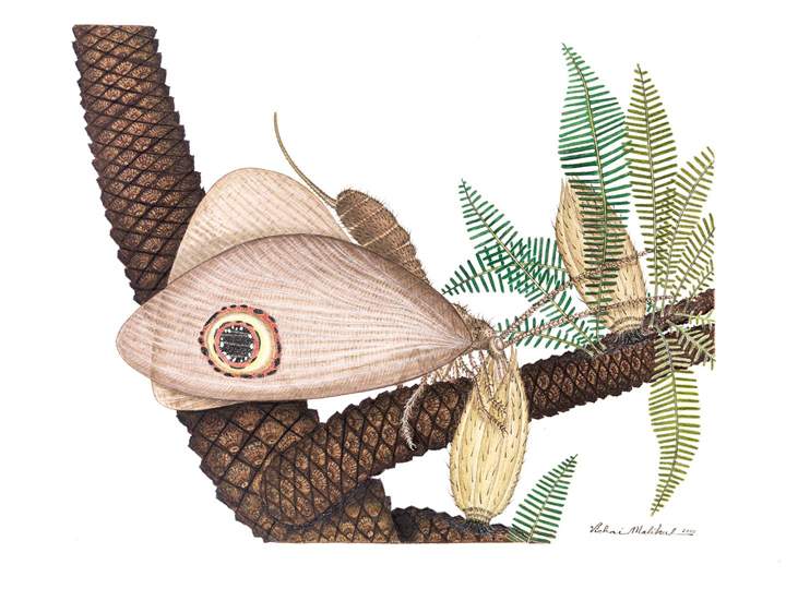 A reconstruction of the Kalligrammatid lacewing (Oregramma illecebrosa) consuming pollen drops on a bannettitalean plant (Williamsonia), an ancient plant that lived alongside the lacewing.