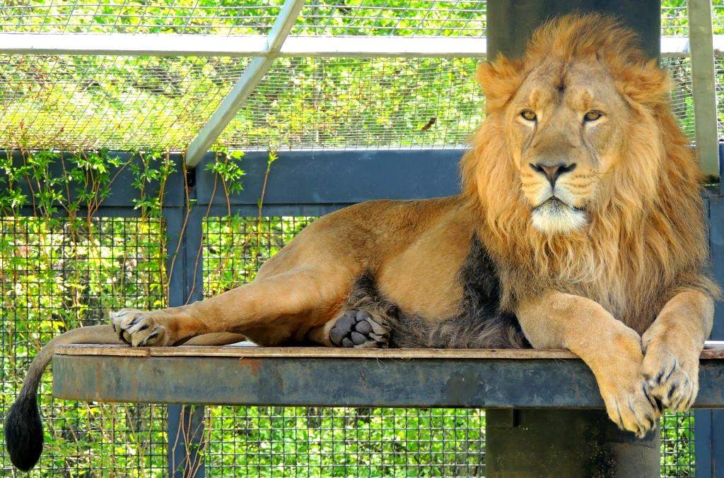 The two Asiatic lions will be moving to zoological facilities in England on the recommendation of the European Endangered Species Program, which is hoping to breed the lions.