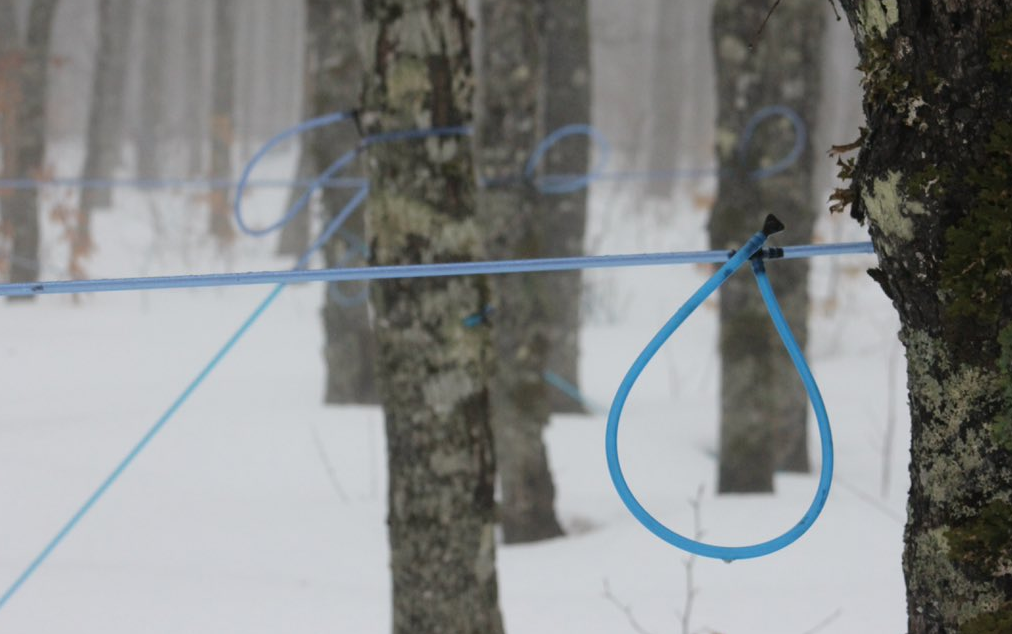 One extreme to another: Maple syrup producers to tap early this season - image