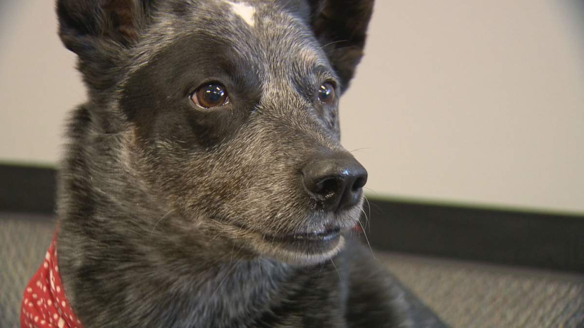 The realistic cost of pet ownership in Sask. tops $20K - image