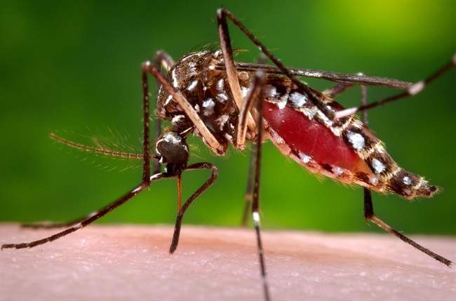 This photo provided by the Centers for Disease Control and Prevention shows a female Aedes aegypti mosquito.