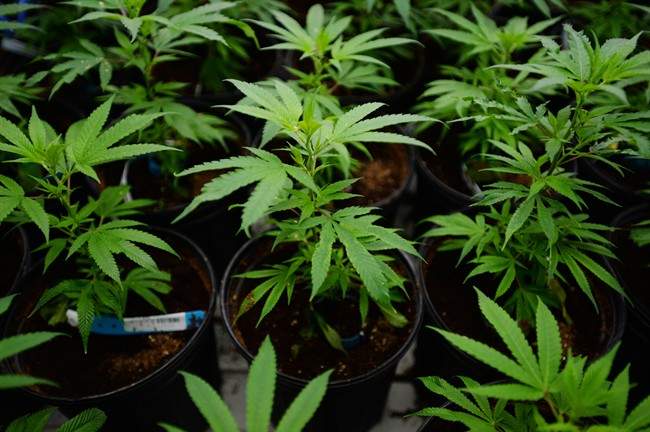 Australian lawmakers committed on Wednesday
to legalize the growing of marijuana for medical use.