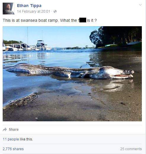 What is this bizarre creature? - image