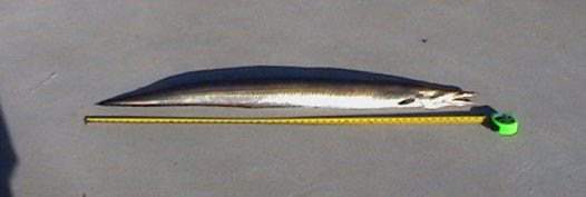 A pike eel