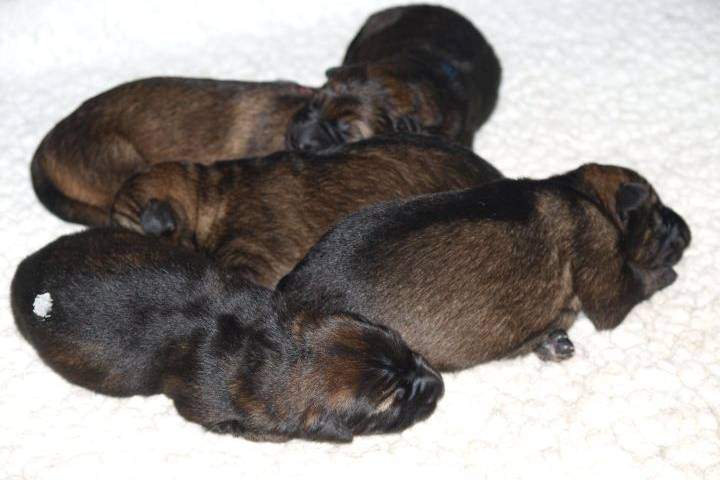 Five puppies named during the RCMP’s annual Name the Puppy contest in 2015.