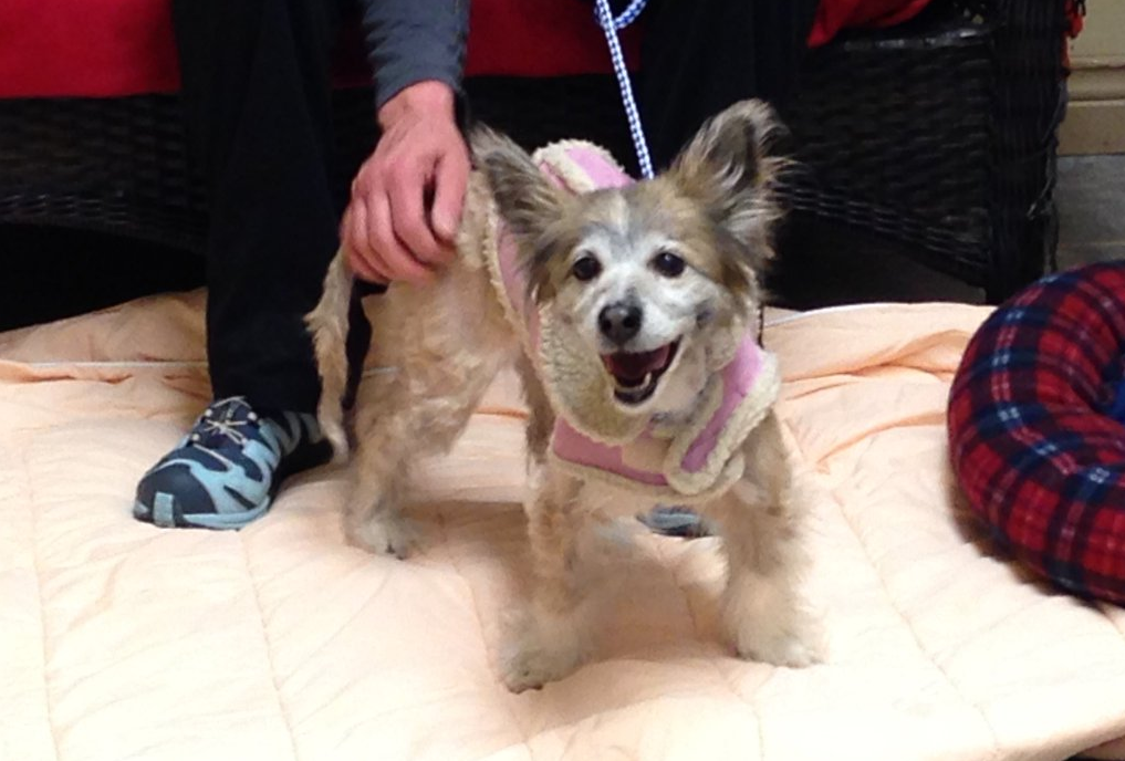 The dog found and rescued by RCMP is pictured here. 
