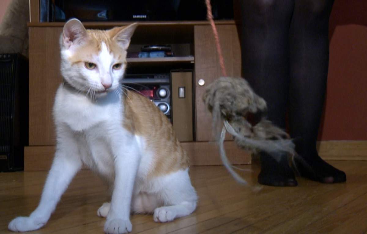 Regina Cat Rescue is one of the groups that’ll have a say in a province-wide certification process for animal rescues.