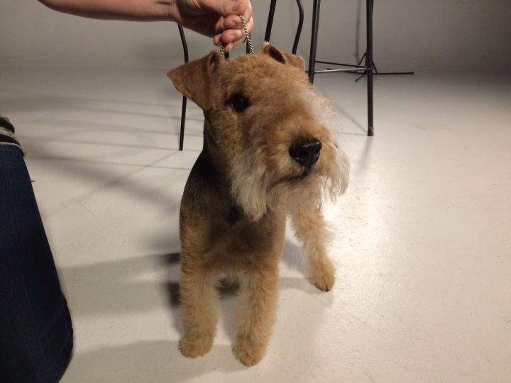 Scout is described by his owner as an energetic dog who loves life.