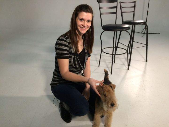 ‘All he has to do is stand there and look pretty’: Northern Alberta dog heading to Westminster Dog Show - image