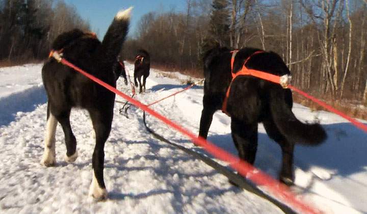 The Canadian Challenge Sled Dog Race's organizing body says it's cancelling this year's event in Prince Albert due to warm weather.