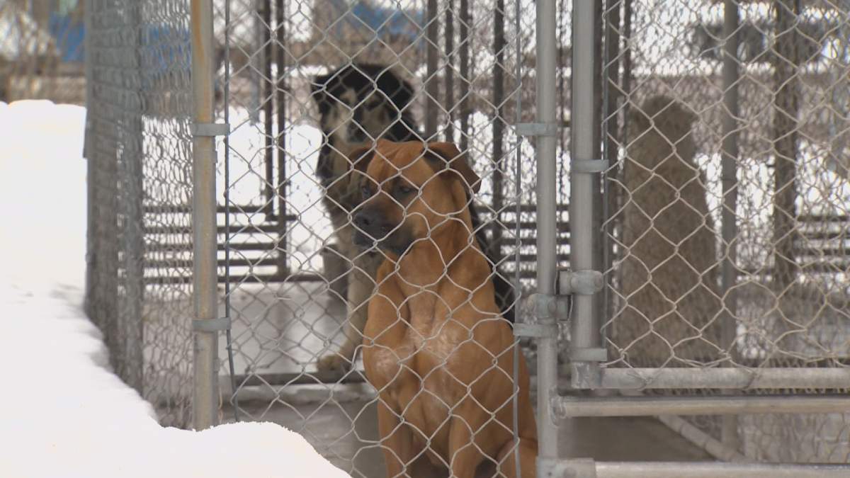 New Brunswick SPCA director laid off as part of cost-cutting measures - image