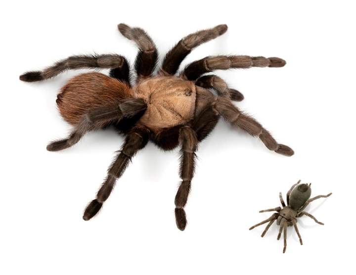 A comparison of the largest and the smallest tarantula species in the United States. These are adult females of Aphonopelma anax (L) from Texas and Aphonopelma paloma (R) from Arizona.