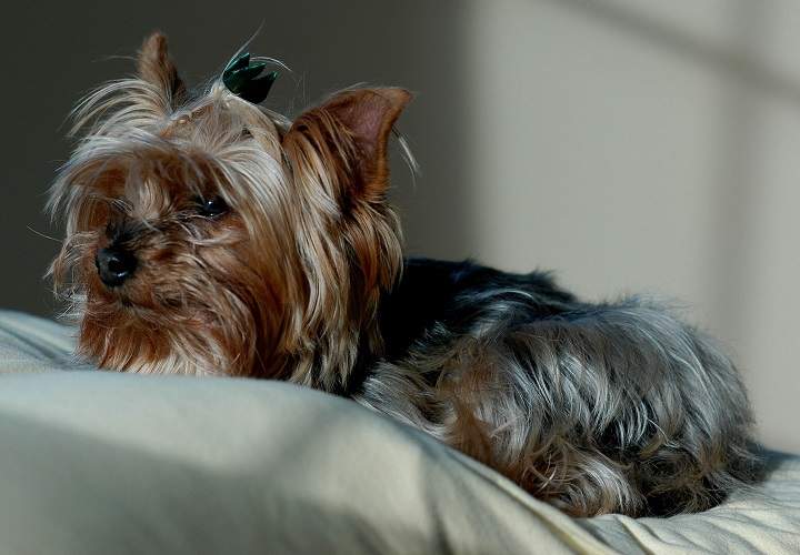 A Yorkshire Terrier, commonly called a Yorkie.