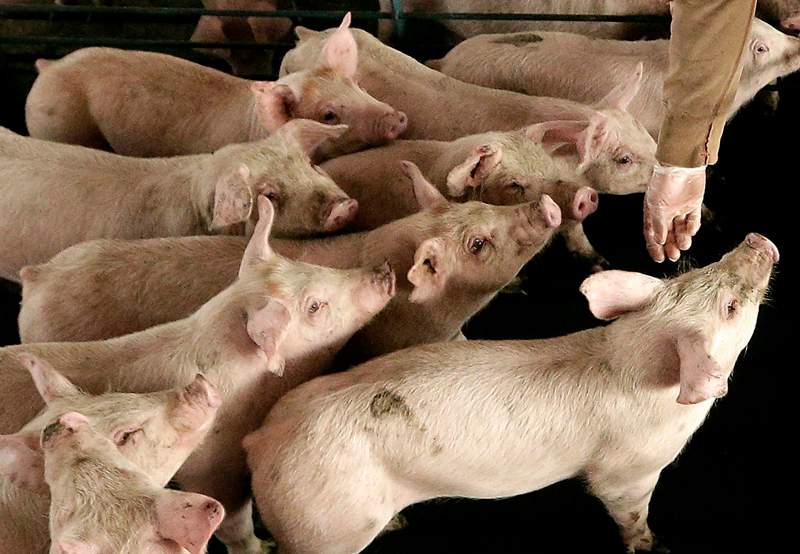 Revenues spike for beef and pork producers on U.S. drought, pig disease - image