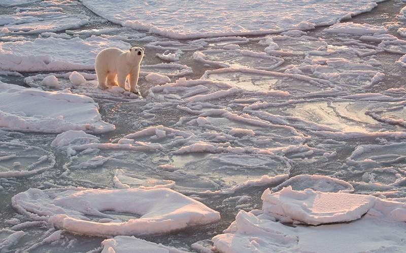 Injured Inuit hunters huddled for 3 days after polar bear killed friend - image