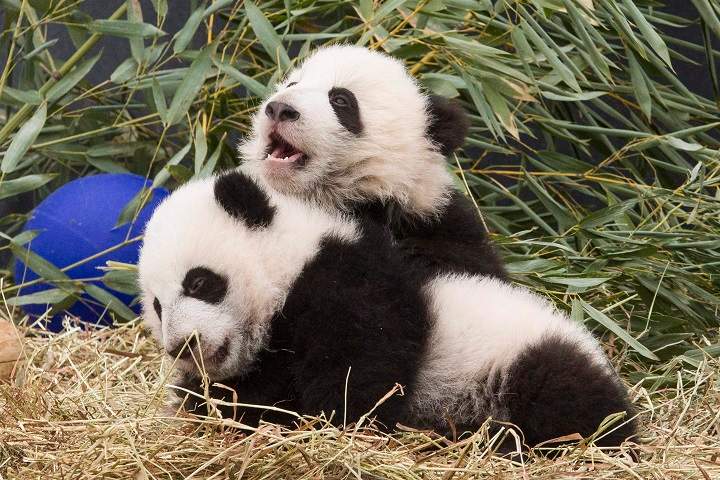 Five-month-old panda cubs Jia Panpan and Jia Yueyue play in an enclosure at the Toronto Zoo, as they are exhibited to the media on Monday, March 7, 2016.