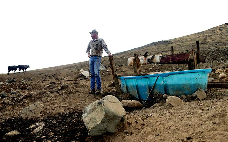 A rancher looks toward his cattle grazing on a barren hillside in drought-stricken Tulare County, Calif.