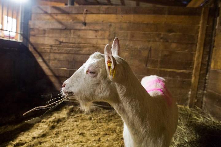 Lily the goat.