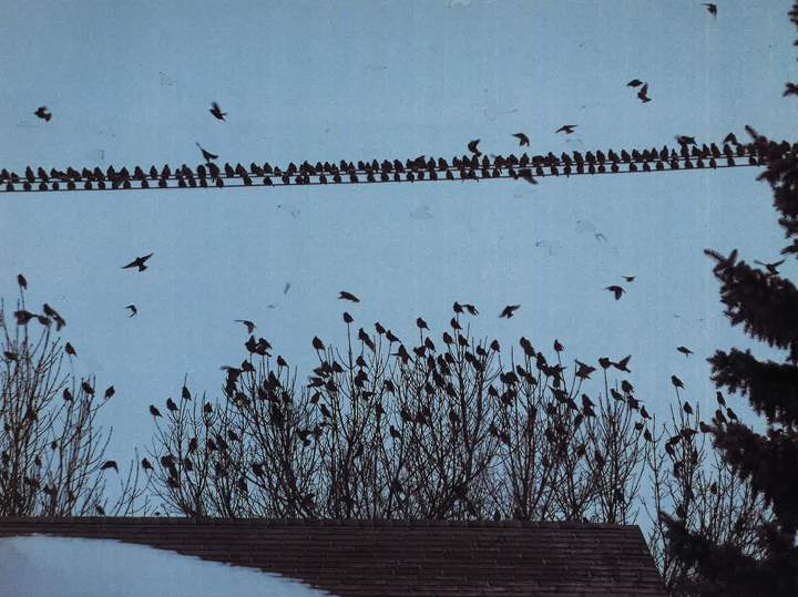 March 4: Nadine Gurski took this Your Saskatchewan photo of a gathering of Cedar Waxwings in Saskatoon.