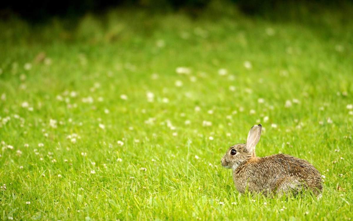 European rabbit (Oryctolagus cuniculus)