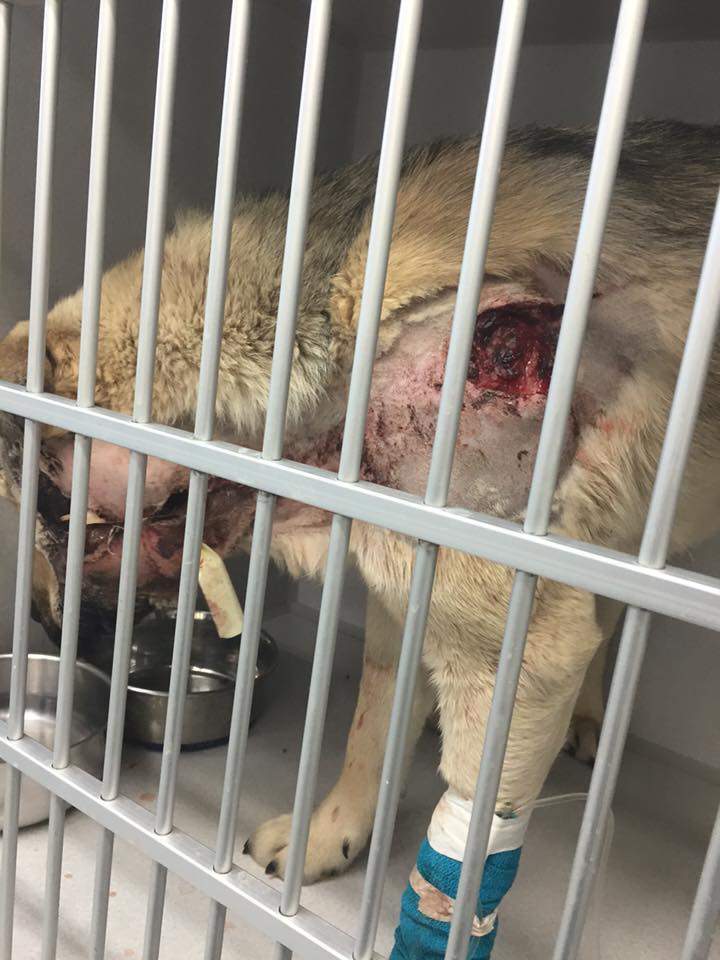 Remington's wounds
