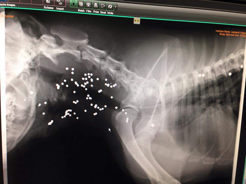 Shotgun shrapnel