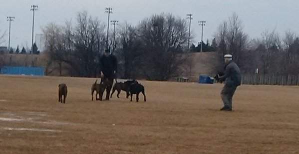 Haupt said he was about 10 metres away when one of the mastiffs grabbed his dog, holding Dacky in its mouth before dropping her. Another mastiff then bit her, Haupt said.