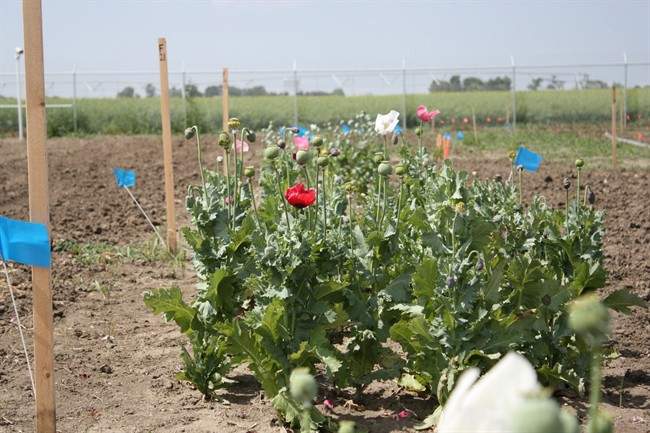 Ottawa getting pressure to OK poppy proposal - image