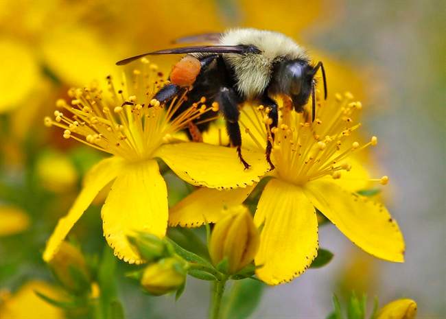 A bumblebee gathers nectar on a wildflower.
