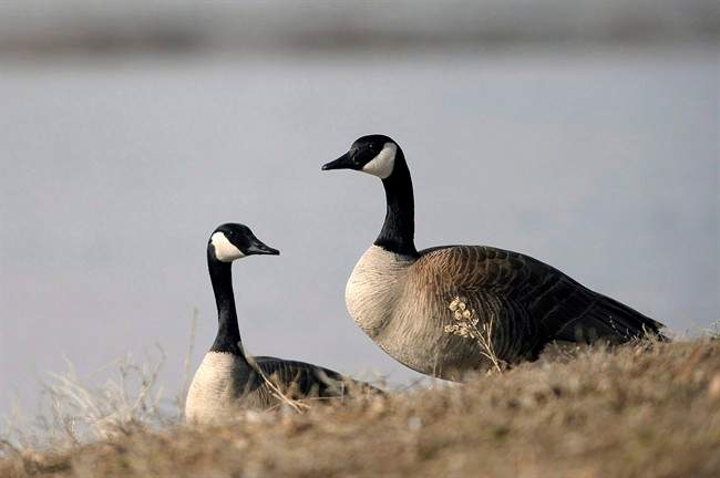 The applications are six bylaw exemptions that allow permit holders to discharge firearms on public land surrounding Tucelnuit Lake and the airport.